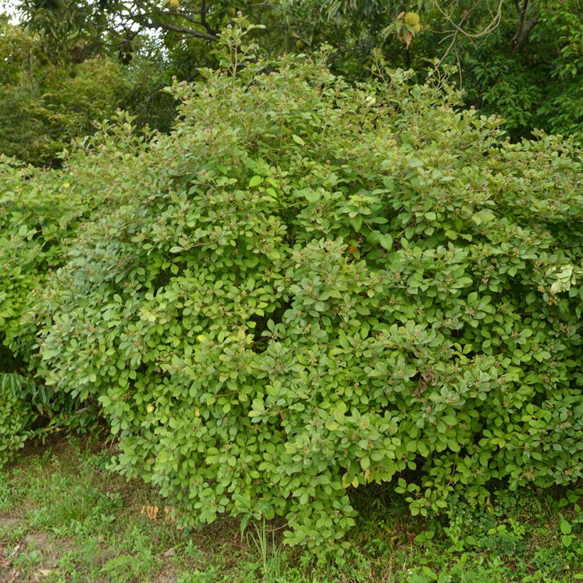 Acanthopanax henryi - Siberische ginseng (Groeiplaats)