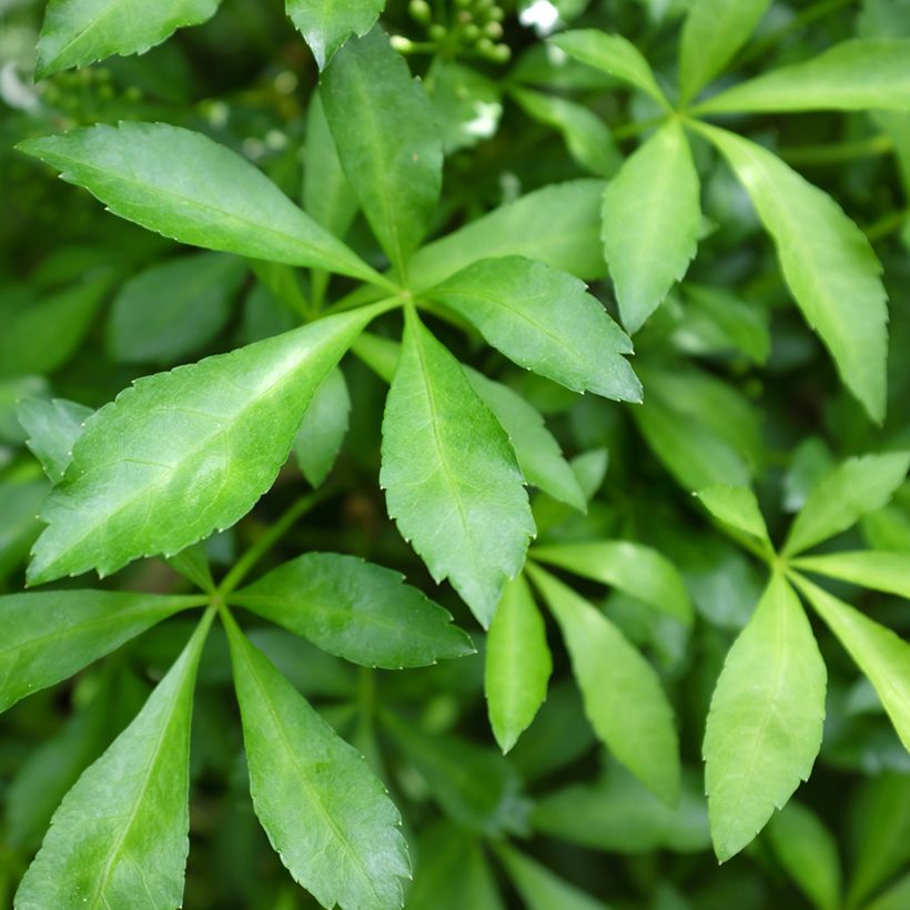 Acanthopanax henryi Nana - Siberische ginseng (Blad)