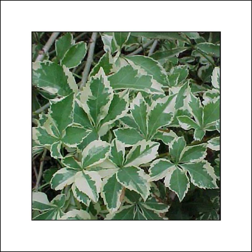 Acanthopanax sieboldii Variegatus - Eleutherococcus (Blad)