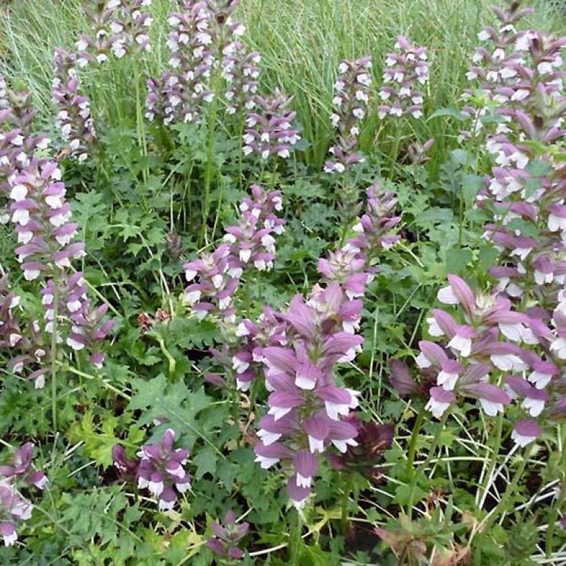 Acanthus Morning Candle - Berenklauw (Groeiplaats)