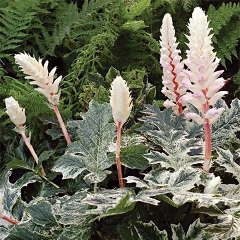 Acanthus mollis Whitewater - Berenklauw (Flowering)