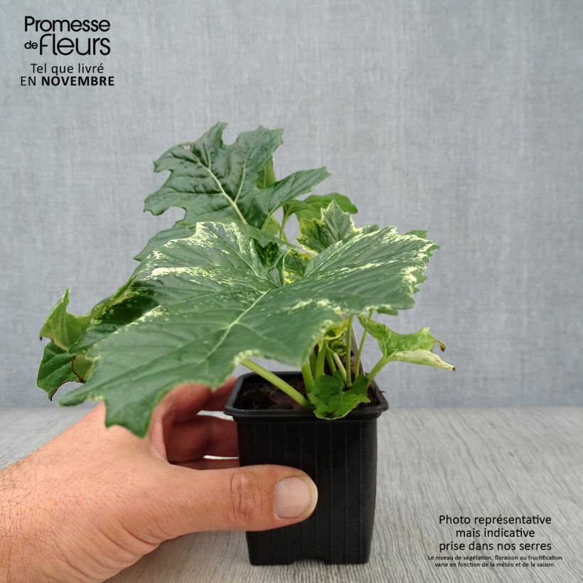 Exemplaar van Acanthus mollis Whitewater - Berenklauw Kweekpotje van 7/8 cm zoals geleverd in de herfst