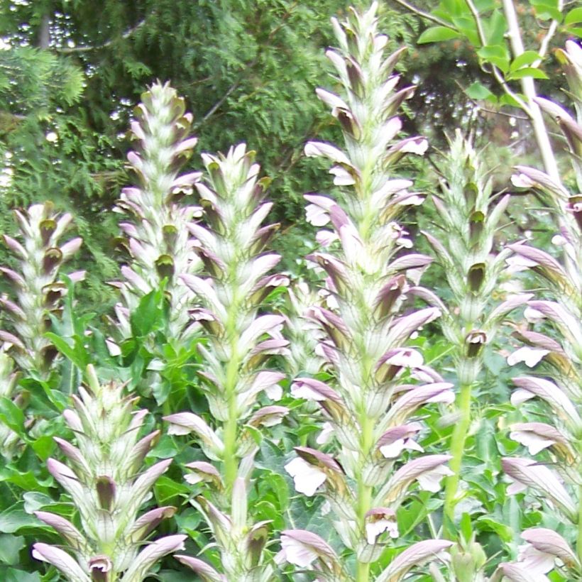 Acanthus hungaricus White Lips - Hongaarse berenklauw (Bloei)