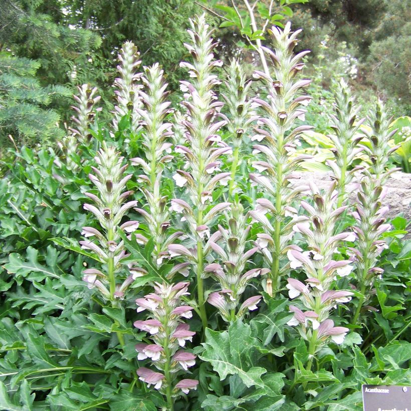 Acanthus hungaricus White Lips - Hongaarse berenklauw (Groeiplaats)