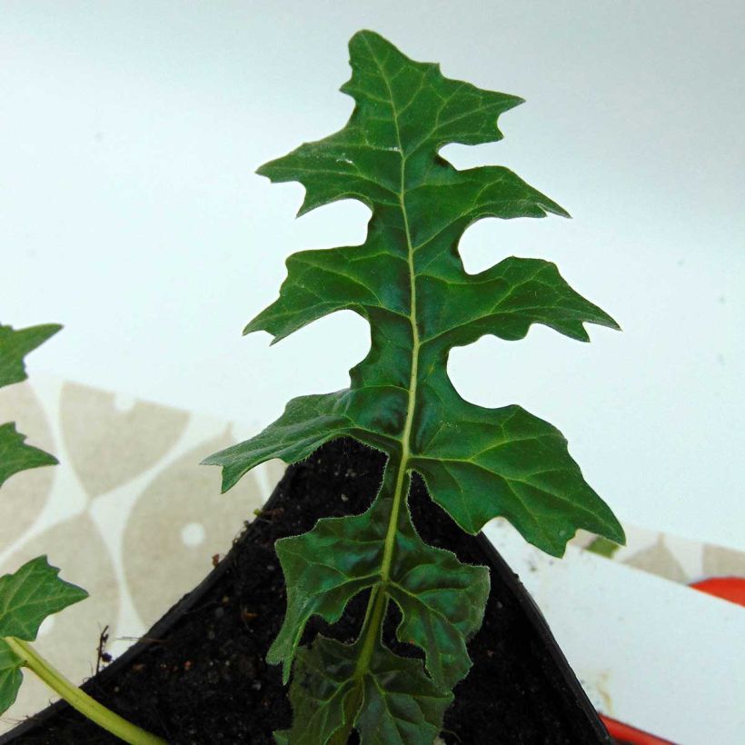 Acanthus hungaricus White Lips - Hongaarse berenklauw (Blad)