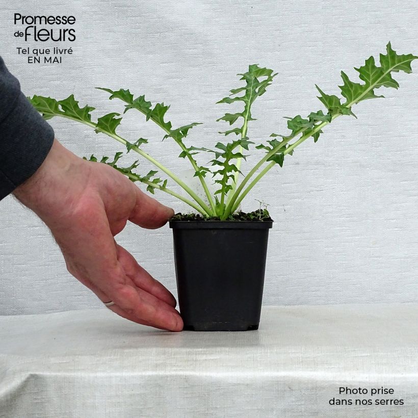 Exemplaar van Acanthus hungaricus White Lips - Hongaarse berenklauw Kweekpotje van 8/9 cm zoals geleverd in de lente