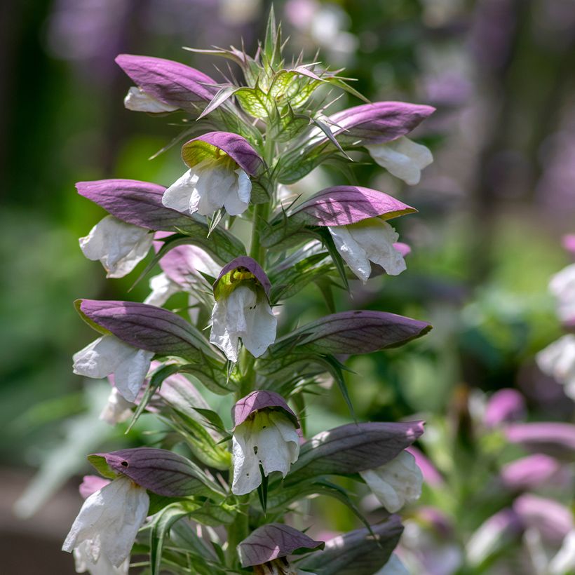 Acanthus hungaricus White Lips - Hongaarse berenklauw (Bloei)