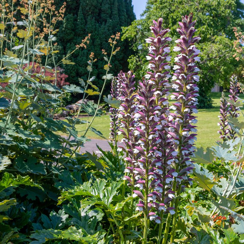 Acanthus hungaricus White Lips - Hongaarse berenklauw (Groeiplaats)