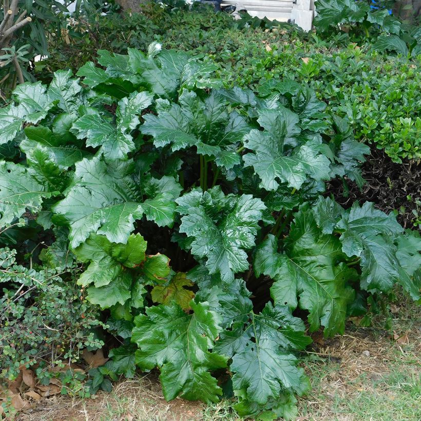 Acanthus mollis - Berenklauw (Blad)