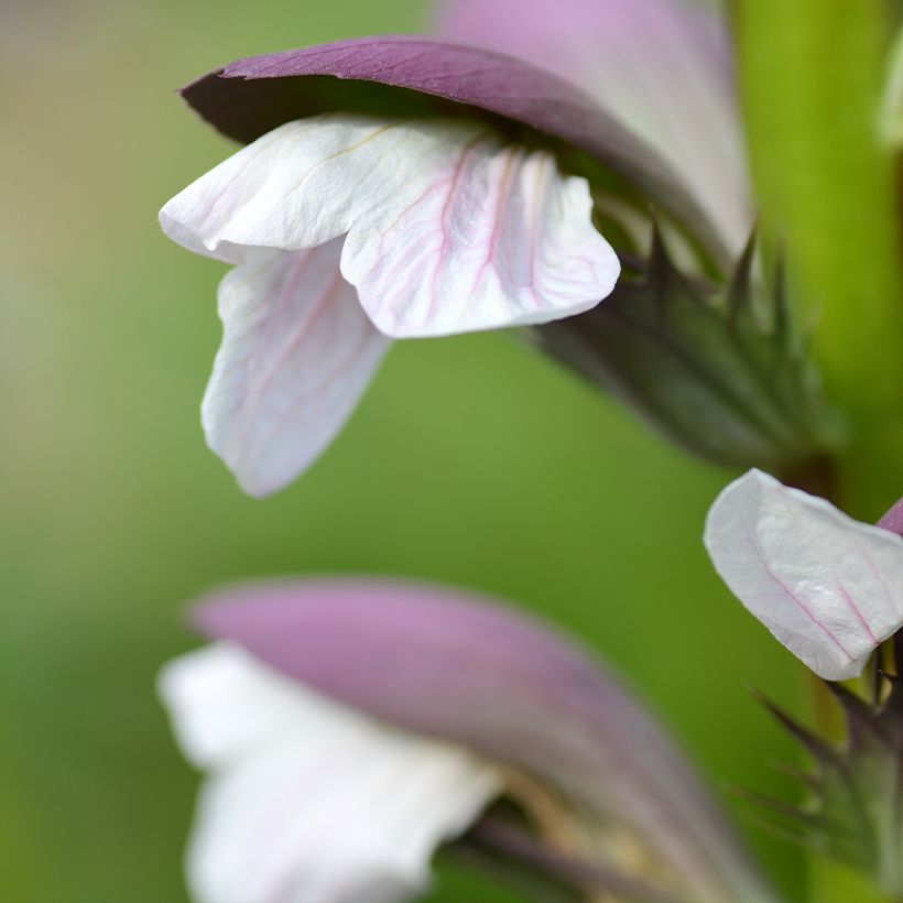 Acanthus mollis - Berenklauw (Bloei)