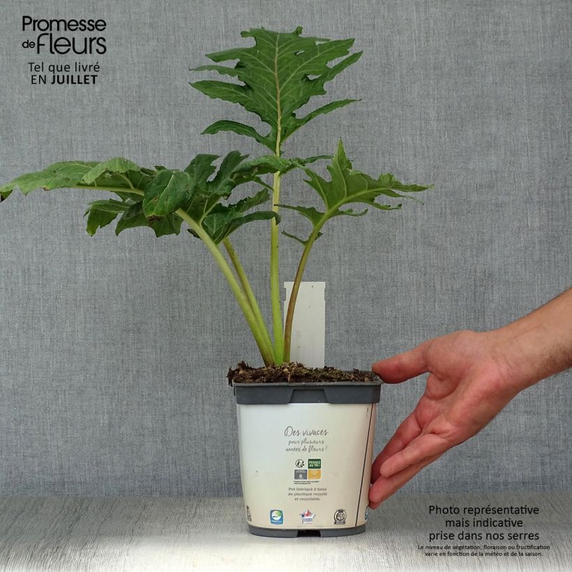 Exemplaar van Acanthus mollis - Berenklauw Pot van 2 l/3 l zoals geleverd in de zomer