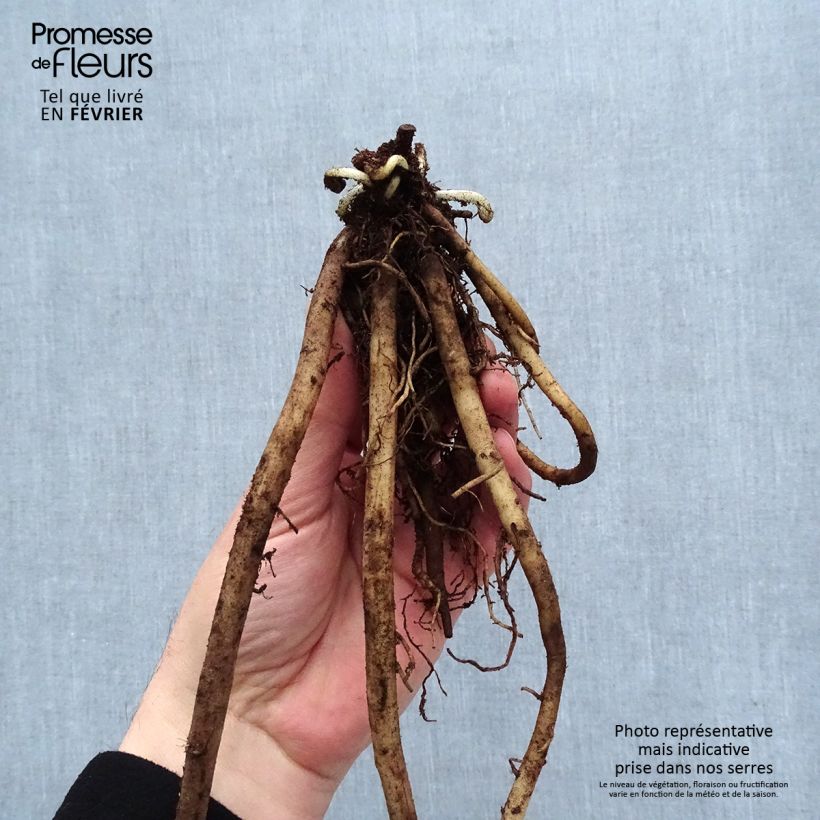 Exemplaar van Acanthus mollis - Berenklauw Naakte wortel zoals geleverd in de winter