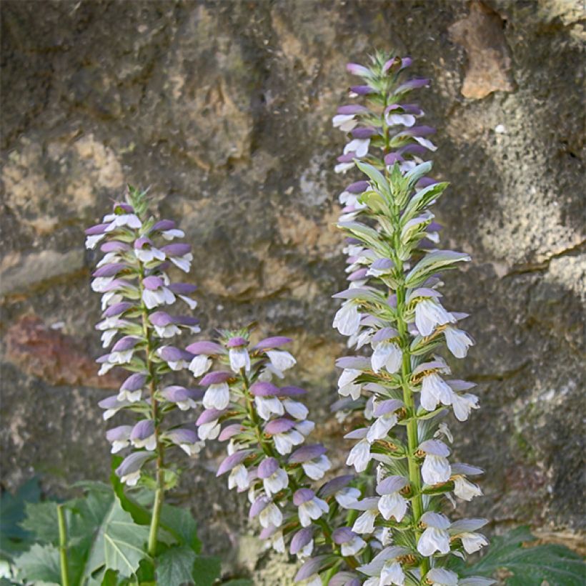 Acanthus mollis Hollards Gold - Berenklauw (Bloei)