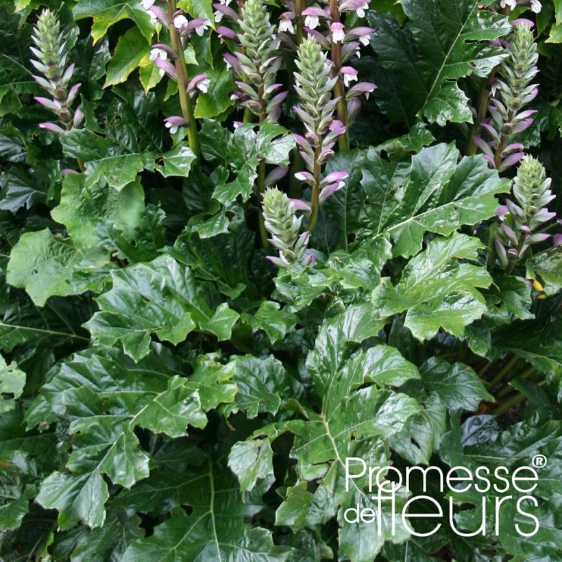 Acanthus mollis Latifolius - Berenklauw (Blad)