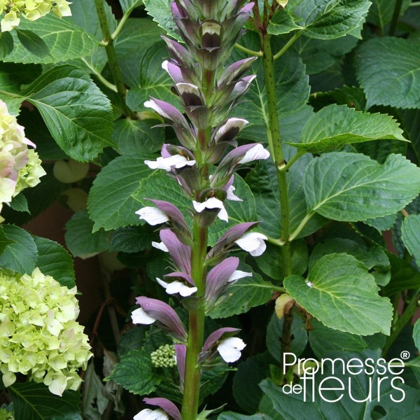 Acanthus mollis Latifolius - Berenklauw (Bloei)