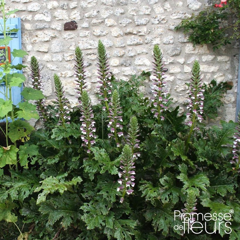 Acanthus mollis Latifolius - Berenklauw (Groeiplaats)