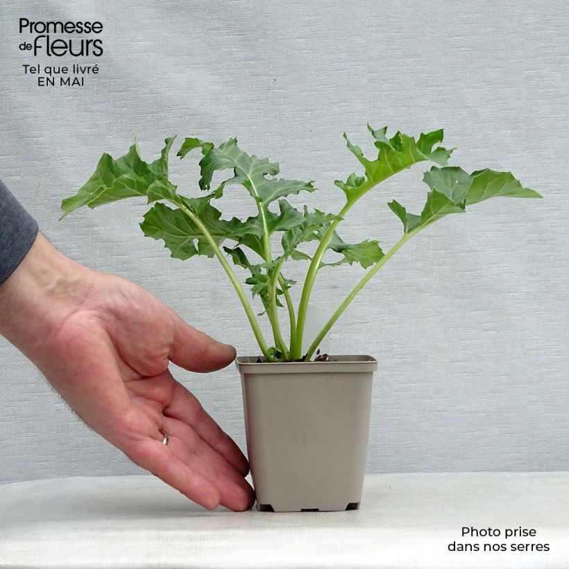 Exemplaar van Acanthus mollis Rue Ledan - Berenklauw Kweekpotje van 8/9 cm zoals geleverd in de lente