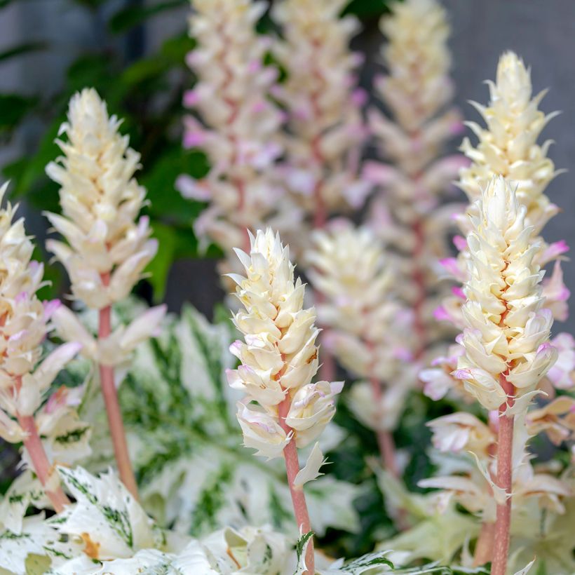 Acanthus mollis Tasmanian Angel - Berenklauw (Bloei)