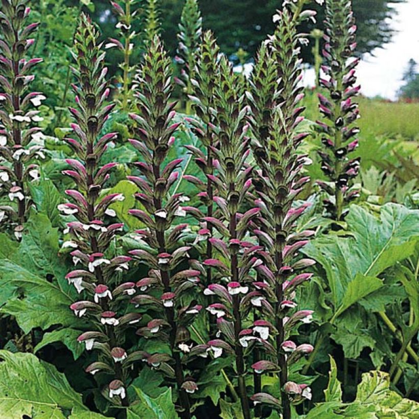 Acanthus mollis - Berenklauw (Bloei)