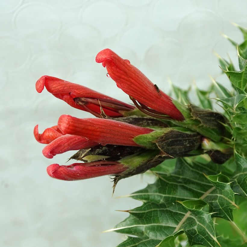 Acanthus sennii (Bloei)