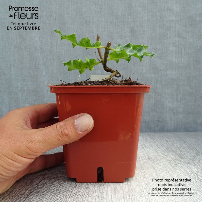Exemplaar van Acanthus sennii Pot van 1 l/1,5 l zoals geleverd in de herfst