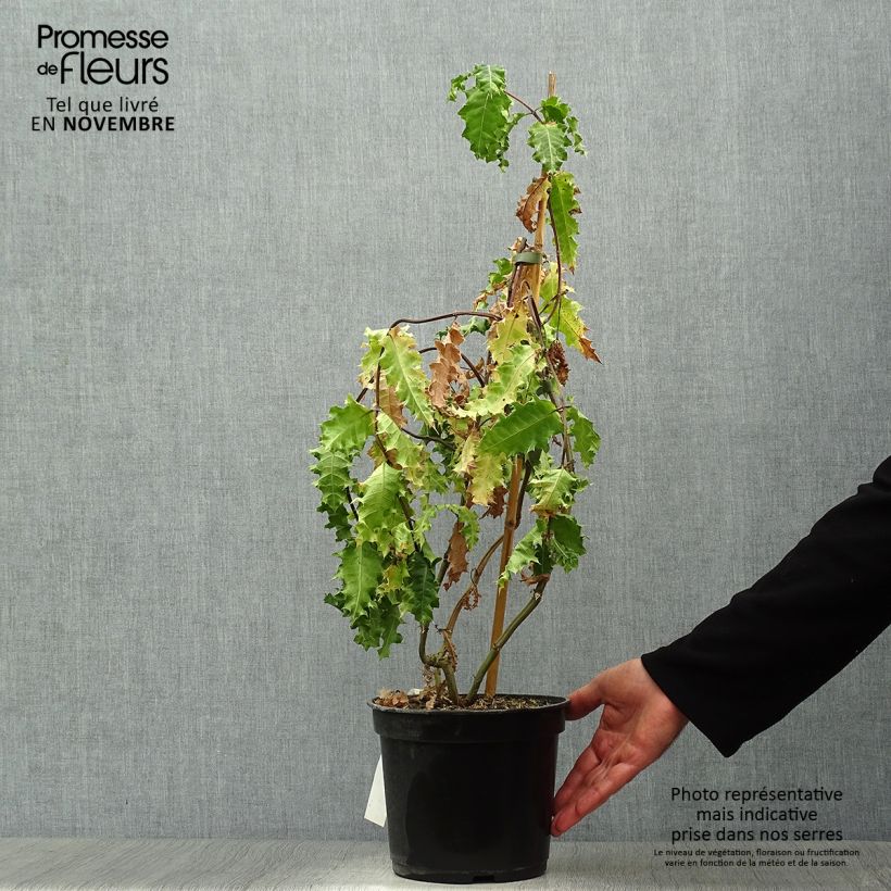 Exemplaar van Acanthus sennii Pot van 4 l/5 l zoals geleverd in de herfst