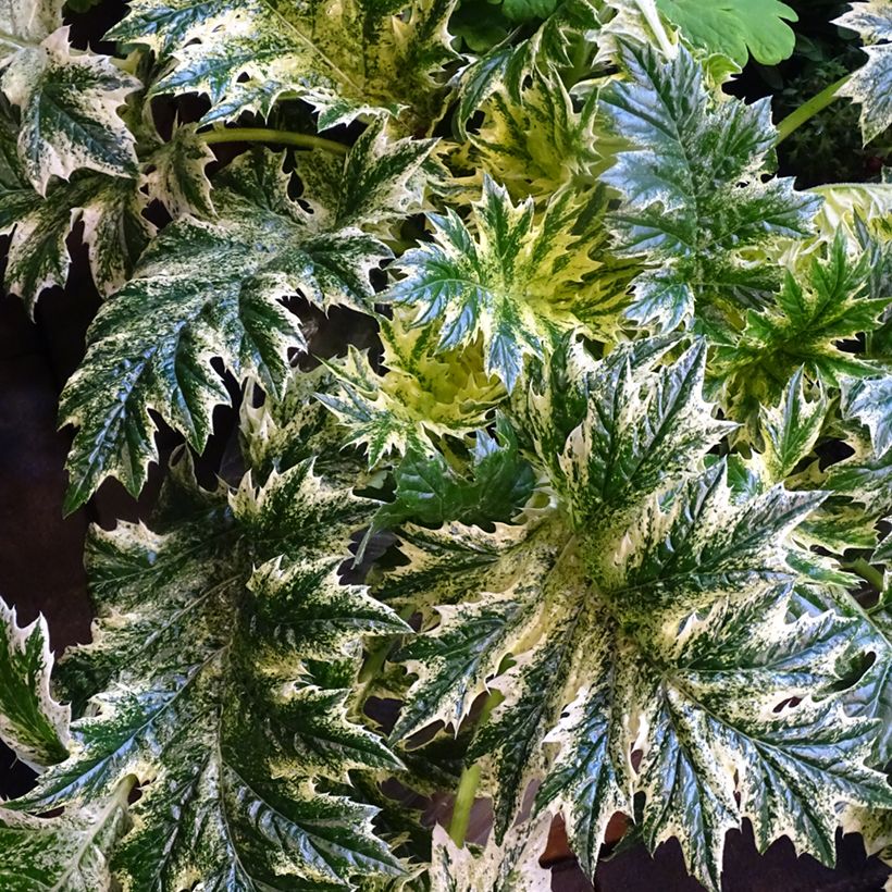 Acanthus mollis Whitewater - Berenklauw (Blad)