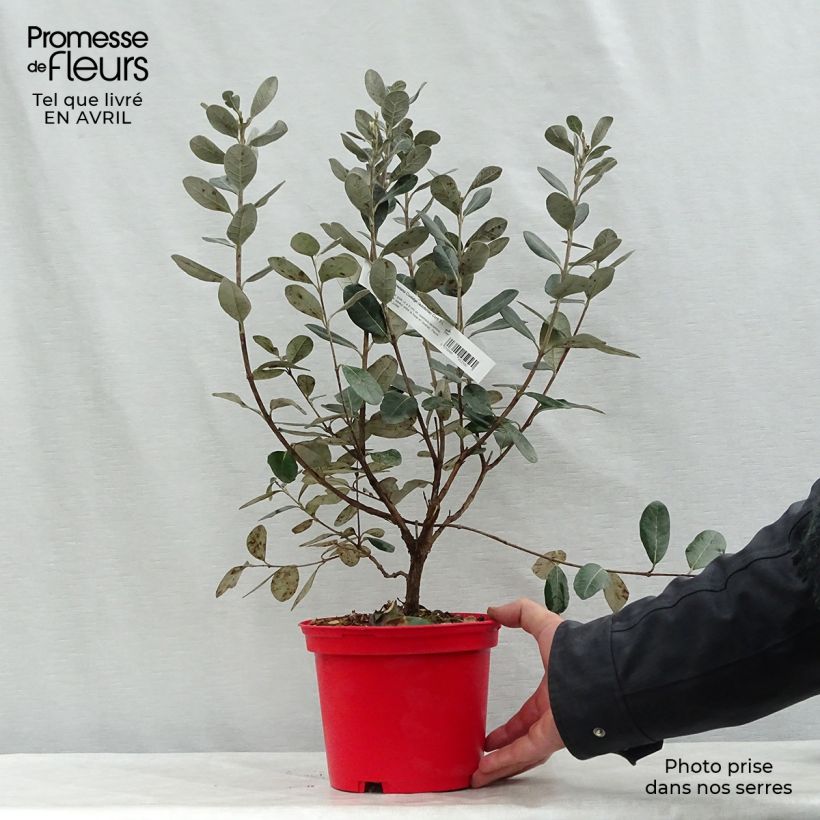 Example of Ananasguave Coolidge (autofertiel) Pot van 2 l/3 l as you get in printemps