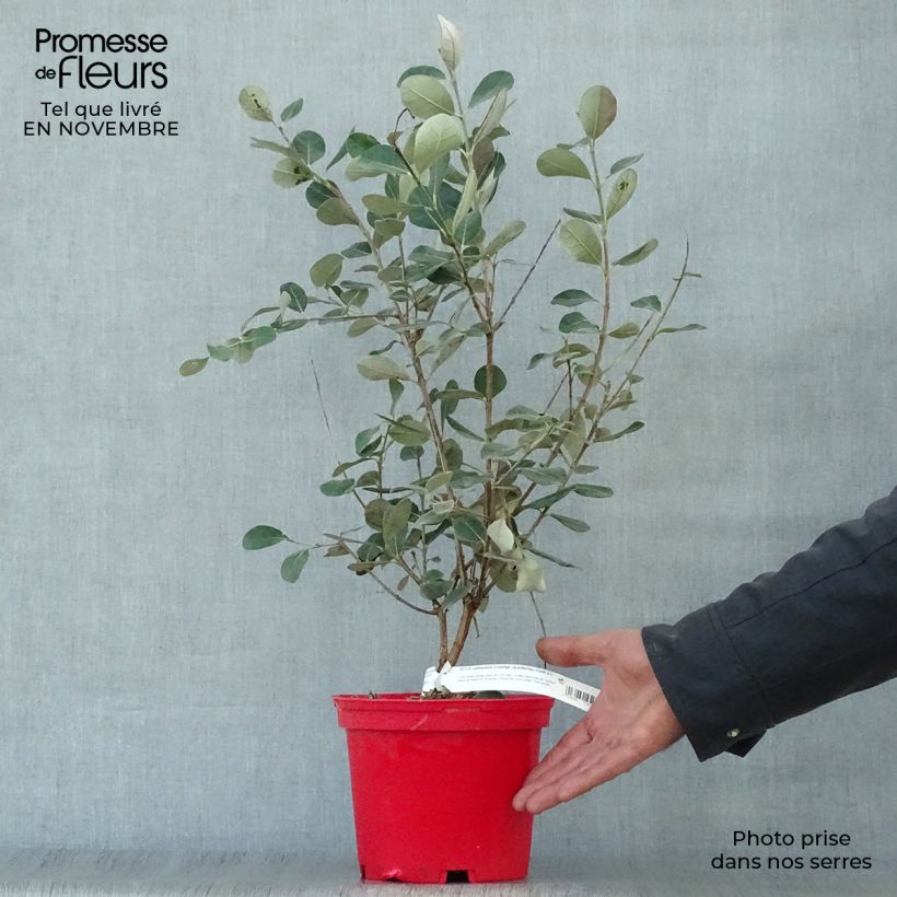 Exemplaar van Ananasguave Coolidge (autofertiel) Pot van 2 l/3 l zoals geleverd in de herfst