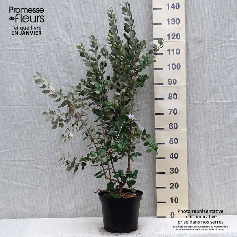 Example of Ananasguave Coolidge (autofertiel) Pot van 4 l/5 l as you get in hiver