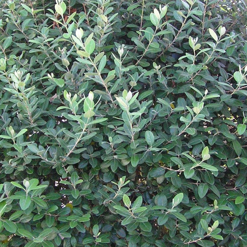 Ananasguave - Acca sellowiana Gemini (Foliage)