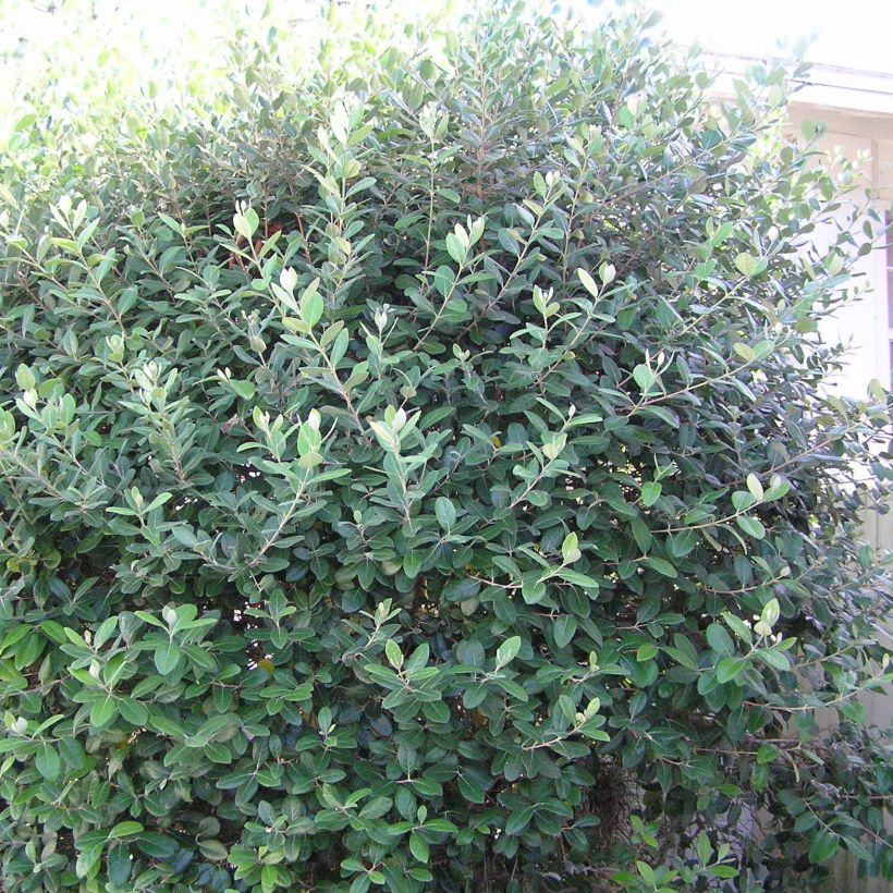 Ananasguave - Acca sellowiana Gemini (Plant habit)