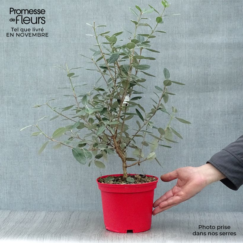 Exemplaar van Ananasguave - Acca sellowiana Gemini Pot van 3 l/4 l zoals geleverd in de herfst
