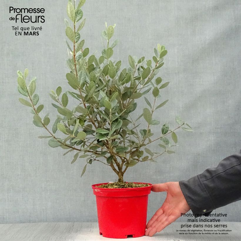 Example of Ananasguave - Acca sellowiana Gemini Pot van 3 l/4 l as you get in printemps