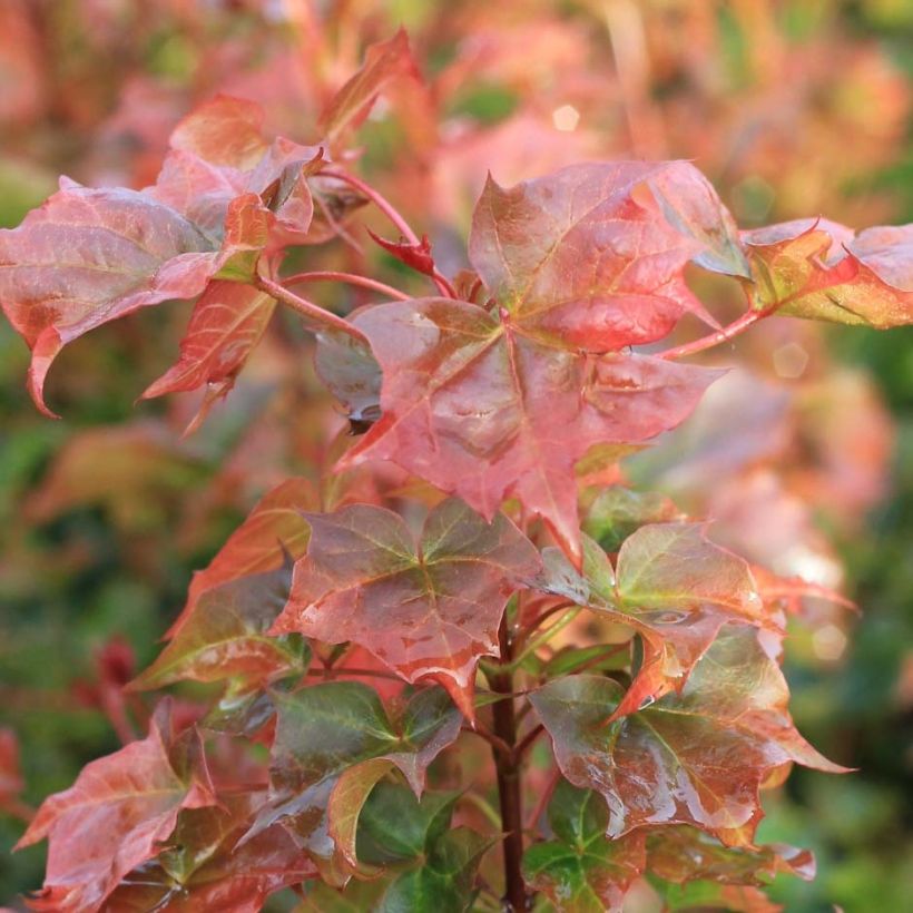 Acer x platanoides Ample Surprise - Esdoorn (Blad)