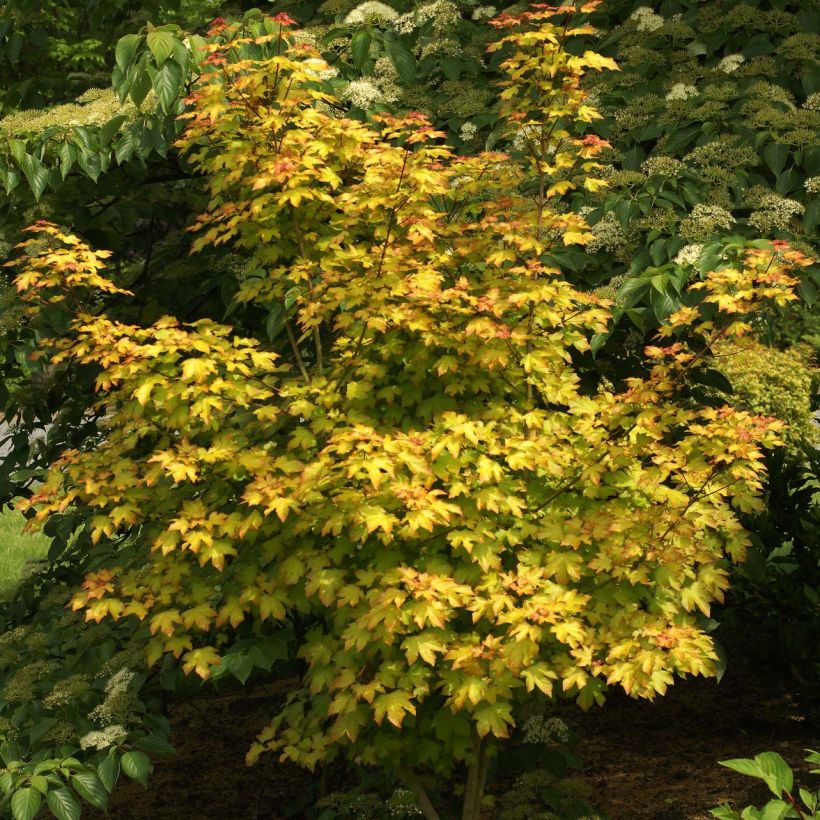 Acer x orientalia Minorient -  Esdoorn (Groeiplaats)