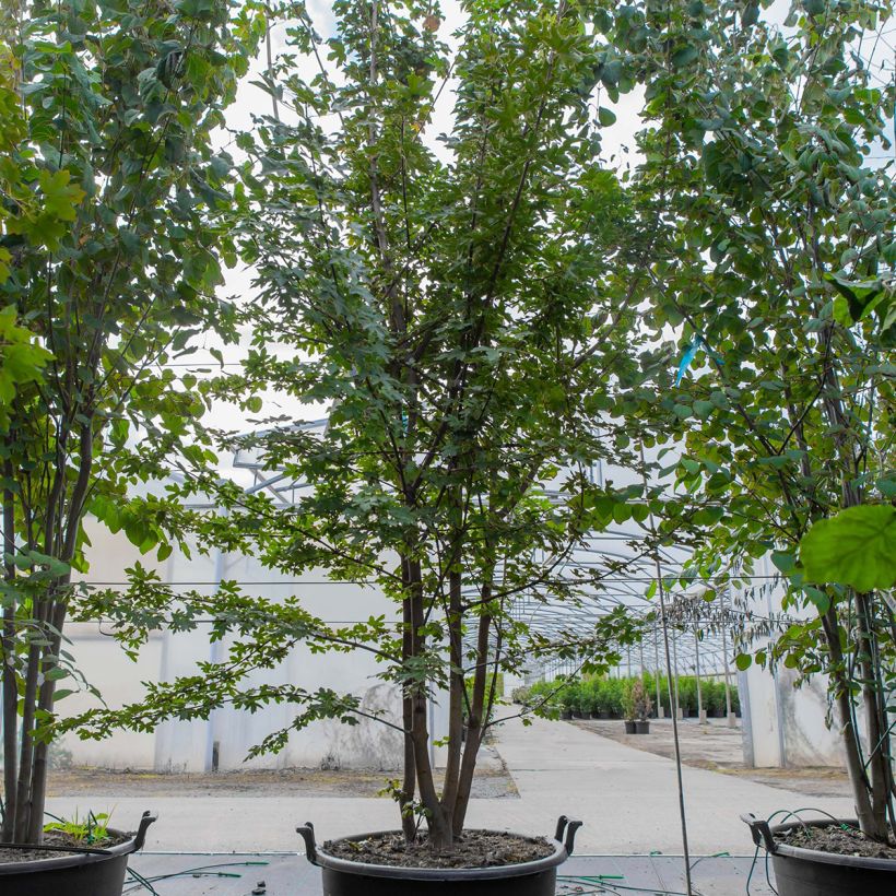 Exemplaar van Acer campestre - Veldesdoorn Pot van 70 l/75 l, Struikvormige boom zoals geleverd in de lente