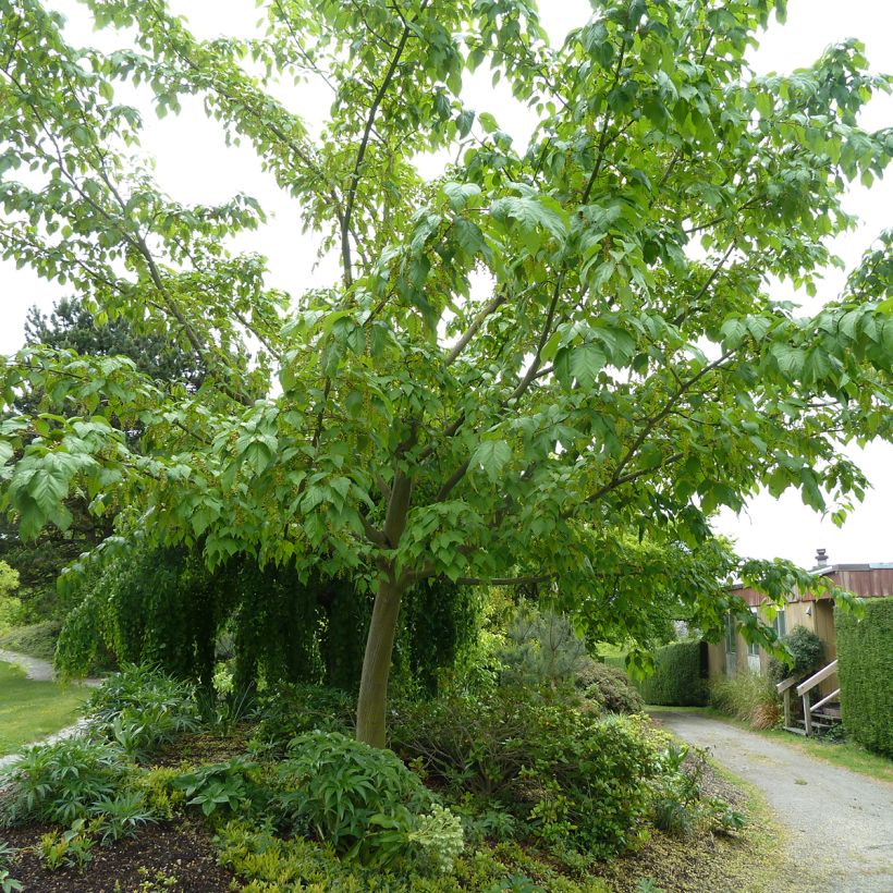 Acer conspicuum Silver Vein - Slangenhuidesdoorn (Groeiplaats)