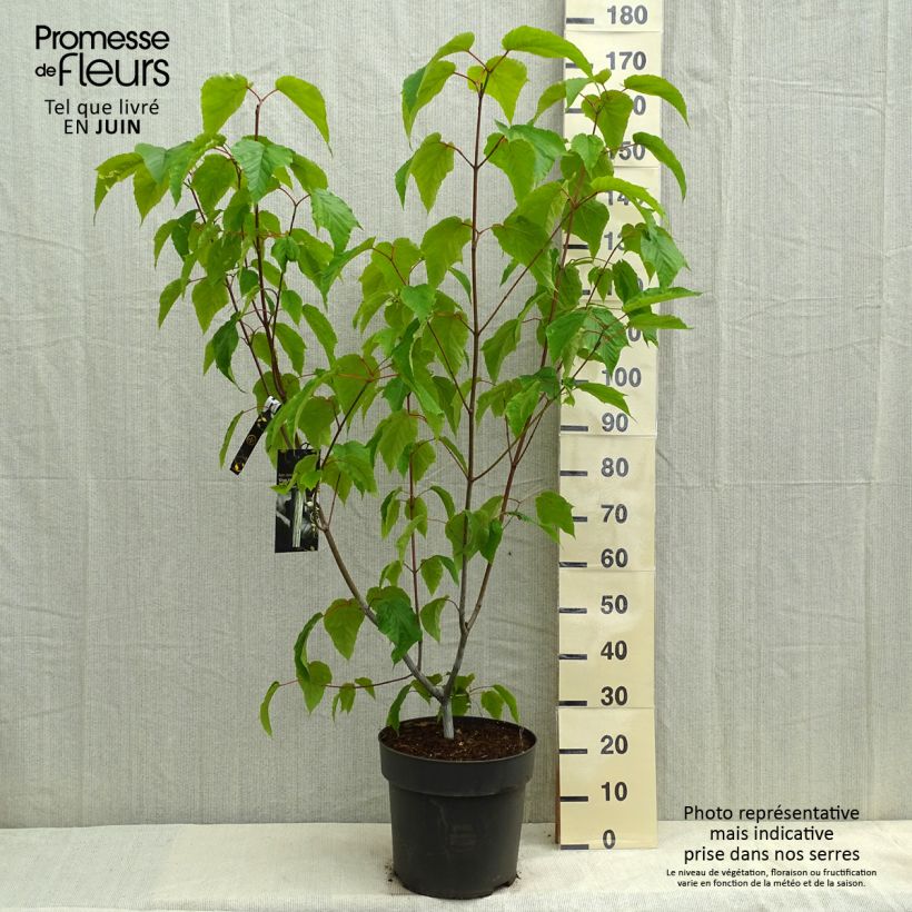 Exemplaar van Acer conspicuum Silver Vein - Slangenhuidesdoorn Pot van 12 l/15 l zoals geleverd in de lente