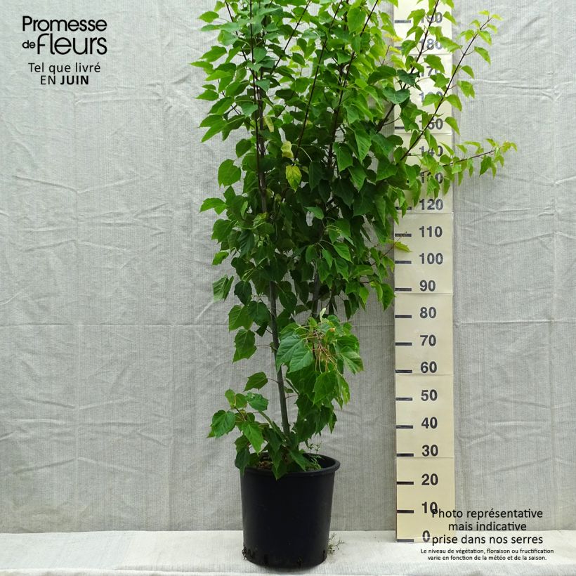 Example of Acer davidii - Chinese esdoorn Pot van 20 l/25 l as you get in printemps