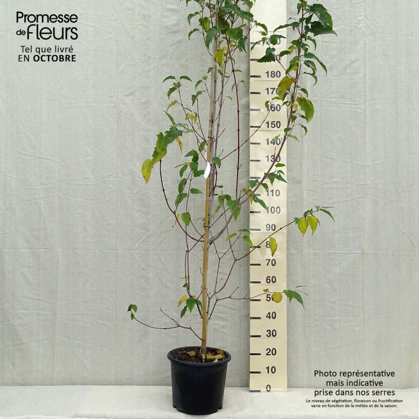 Exemplaar van Acer davidii Viper - Chinese esdoorn Pot van 12 l/15 l zoals geleverd in de herfst
