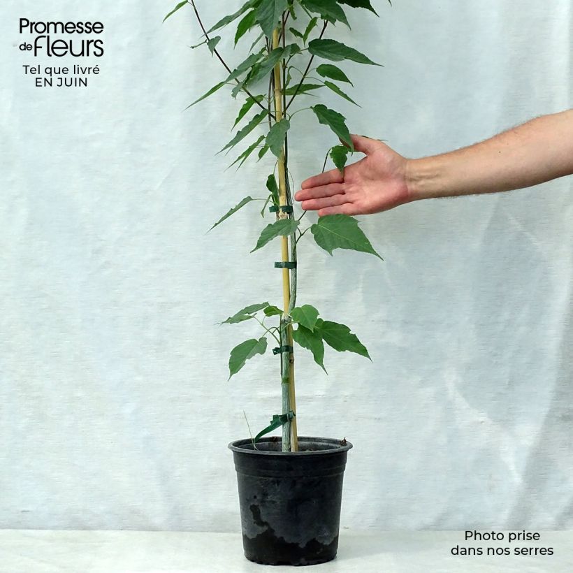 Exemplaar van Acer davidii Viper - Chinese esdoorn Pot van 4 l/5 l zoals geleverd in de zomer