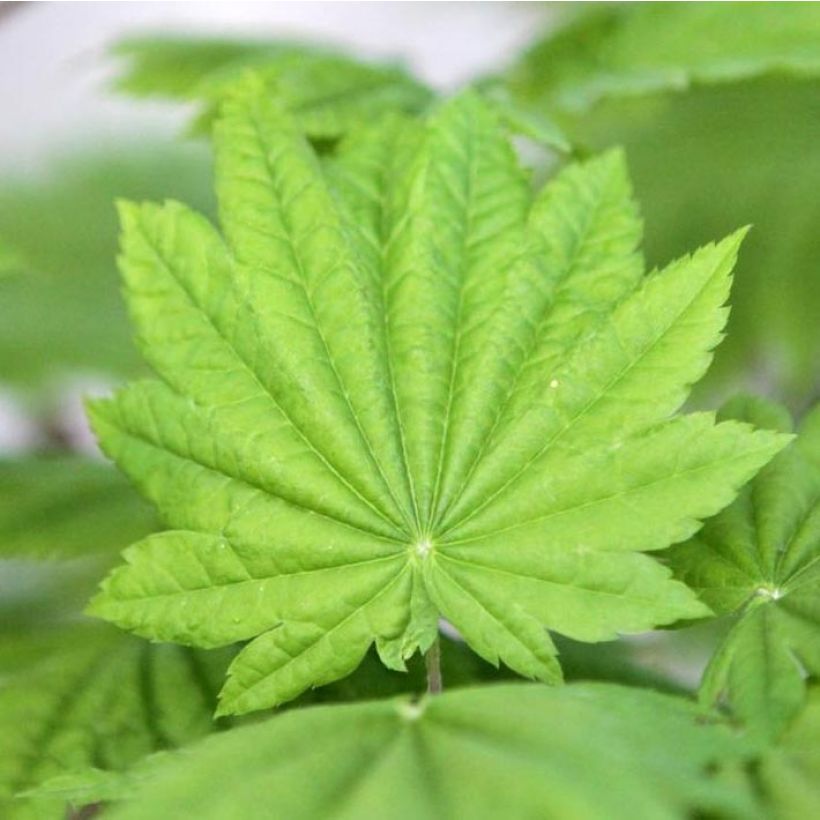 Acer japonicum Vitifolium - Japanse esdoorn (Blad)