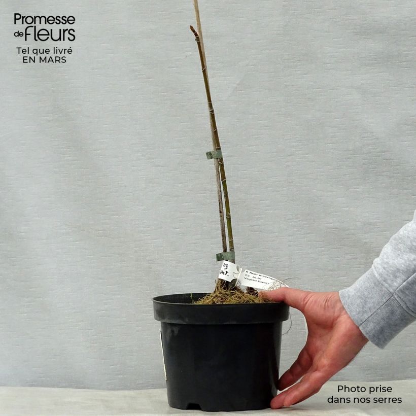 Exemplaar van Acer macrophyllum - Grootbladige esdoorn Pot van 7,5 l/10 l zoals geleverd in de lente