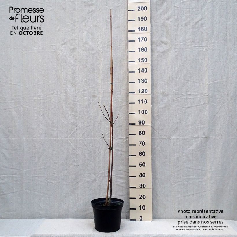 Exemplaar van Acer macrophyllum - Grootbladige esdoorn Pot van 7,5 l/10 l zoals geleverd in de herfst