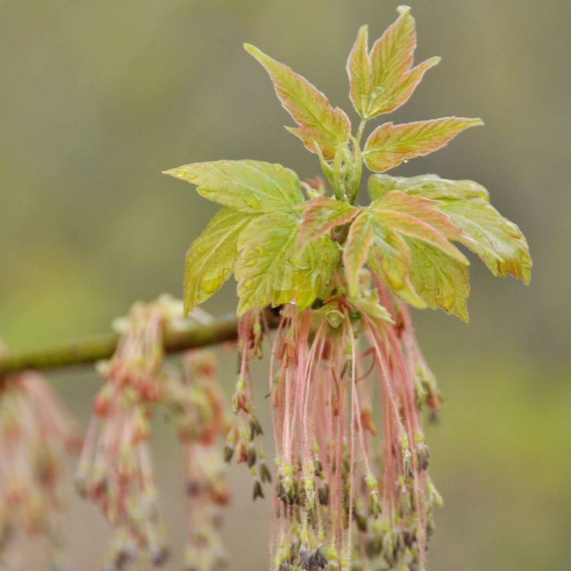 Acer negundo - Vederesdoorn (Bloei)