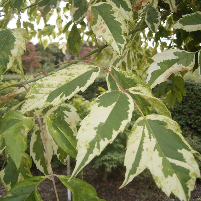 Acer negundo Aureomarginatum - Vederesdoorn (Foliage)