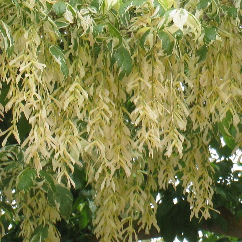 Acer negundo Aureomarginatum - Vederesdoorn (Flowering)