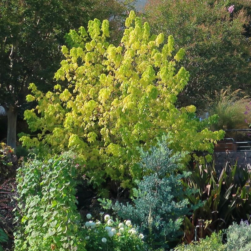 Acer negundo Kellys Gold - Vederesdoorn (Groeiplaats)