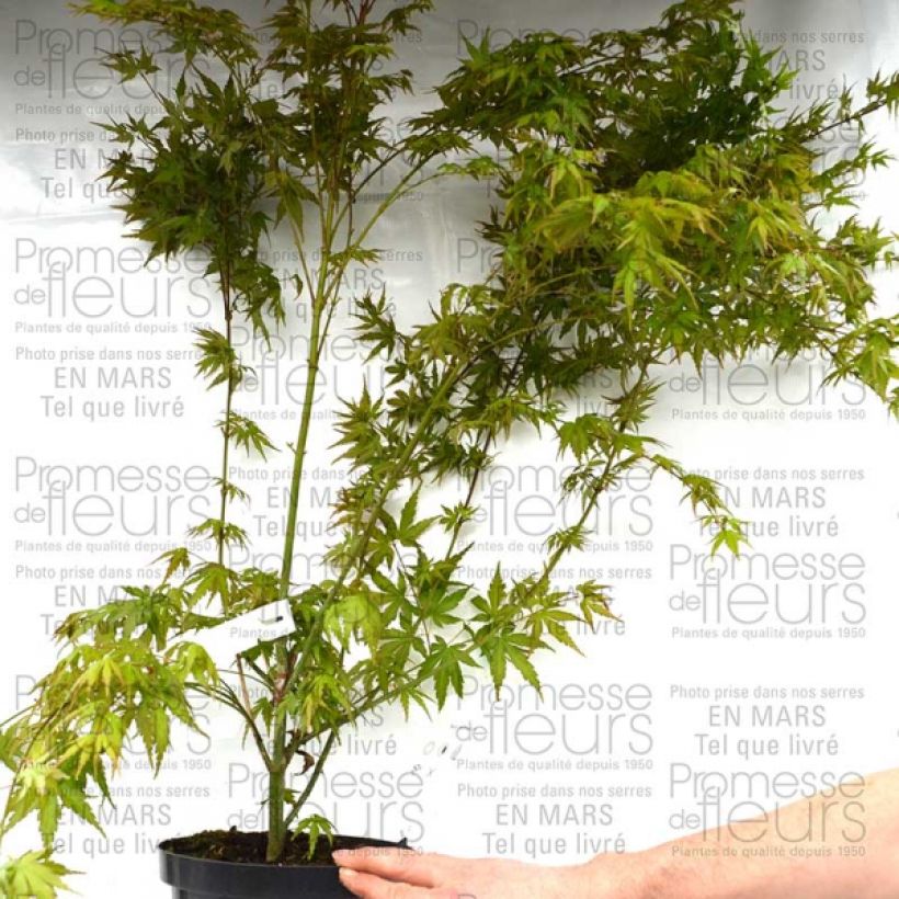 Voorbeeld van een exemplaar van Érable du Japon - Acer palmatum Pot de 3L/4L zoals geleverd